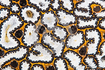 Abstract of Colonial Tunicate in Indonesia Stock Photo