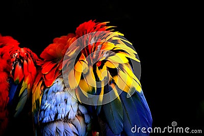 Abstract colorful feathers Stock Photo