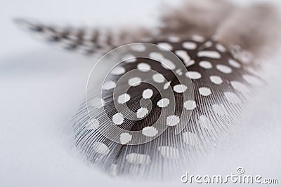 Abstract composition with spotted guinea hen feather with space for text Stock Photo