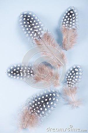 Abstract composition with spotted guinea hen feather with space for text Stock Photo