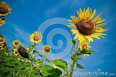 Abstract composition of sunflowers Stock Photo