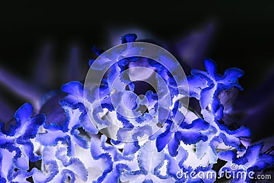 Abstract composition with tulip pestles and inverted colors Stock Photo