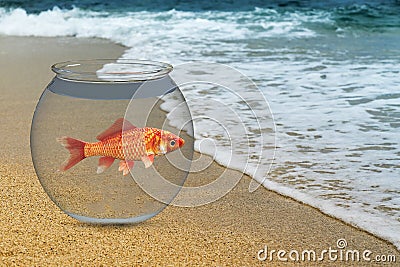 Goals, Freedom, Goldfish, Ocean, Nature Stock Photo