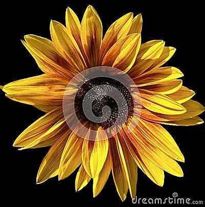 Abstract and contemporary digital art floral sunflower design Stock Photo