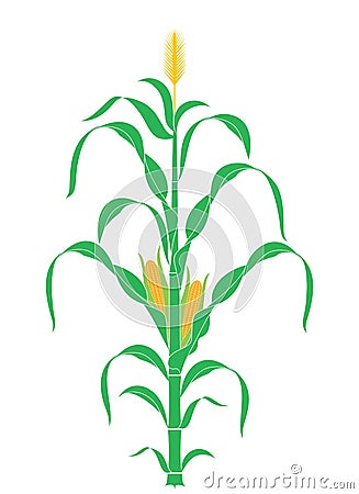 Abstract Corn Stalk. Plant. Vector Vector Illustration