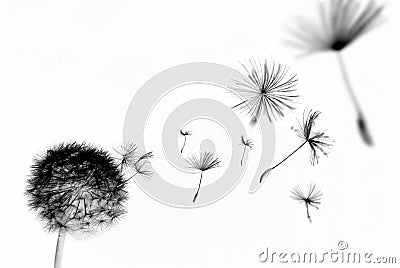 Abstract dandelion Stock Photo