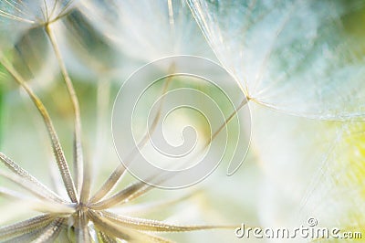 Abstract dandelion flower background, closeup with soft foc Stock Photo