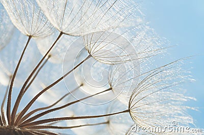 Abstract dandelion flower background, closeup with soft focus Stock Photo