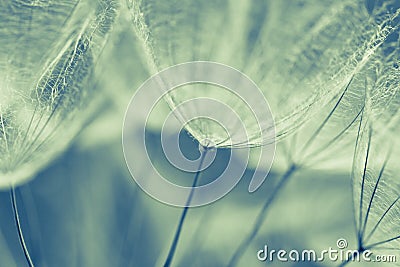 Abstract dandelion flower background, extreme closeup. Big dandelion on natural background. Stock Photo