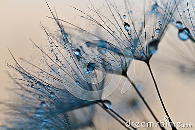 Abstract dandelion flower background, extreme closeup. Big dandelion on natural background. Stock Photo