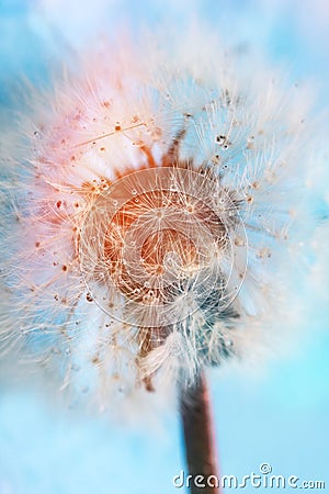 Abstract dandelion macro Stock Photo