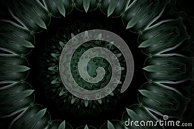 Abstract dark green mandala floral pattern of palm monstera leaves with kaleidoscope effect. Stock Photo