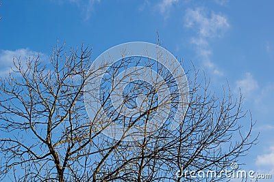 Abstract dead tree with blue sky Stock Photo