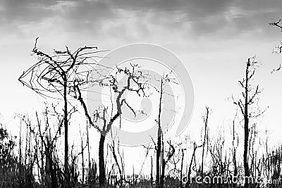 Abstract dead trees reflected in a lake, art of pattern and surface, bare tree trunks and branches, gently clouds in the water. Stock Photo