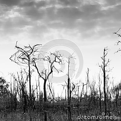 Abstract dead trees reflected in a lake, art of pattern and surface, bare tree trunks and branches, gently clouds in the water. Stock Photo