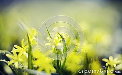 Abstract defocused background with flower Gagea lutea or Yellow Star-of-Bethlehem Stock Photo