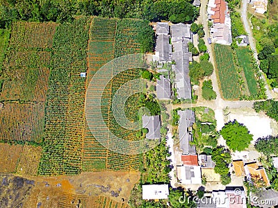 Aerial photography a view Plantation and agricultural land in the hill valley Stock Photo