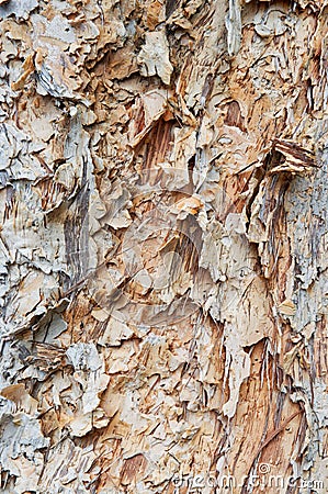 Abstract Detail of Flaking paper Bark Tree Stock Photo