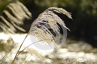 Abstract dreamy mood background ToeToe white grass New Zealand Stock Photo