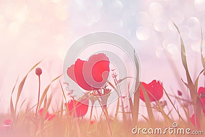 Abstract and dreamy photo with low angle of red poppies against sky with light burst. vintage filtered Stock Photo