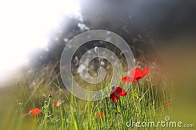Abstract and dreamy photo with low angle of red poppies against sky with light burst. vintage filtered and toned Stock Photo
