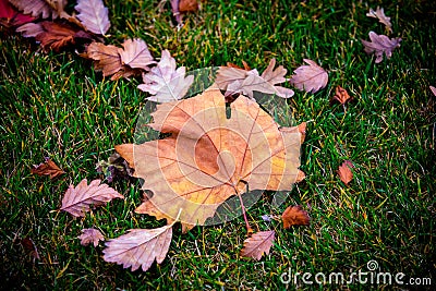 Abstract dry autumn leafage Stock Photo