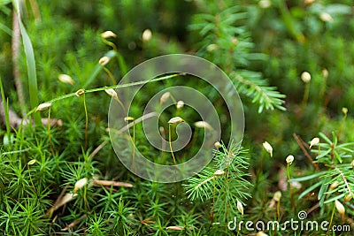 Abstract farm field background, freshness green foliage Stock Photo