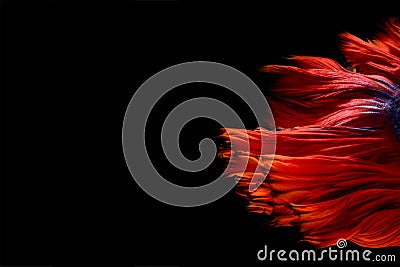 Abstract fine art fish tail free form of Betta fish or Siamese f Stock Photo