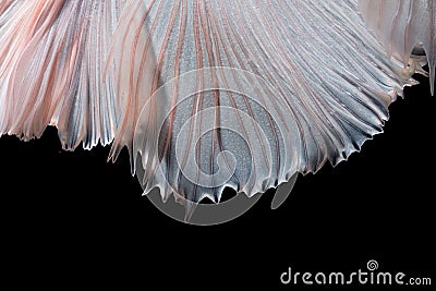 Abstract fine art of moving fish tail of Betta fish Stock Photo