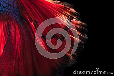 Abstract fine art of moving fish tail of Betta fish Stock Photo