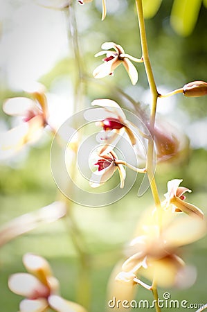 Abstract floral background in vintage style. Stock Photo