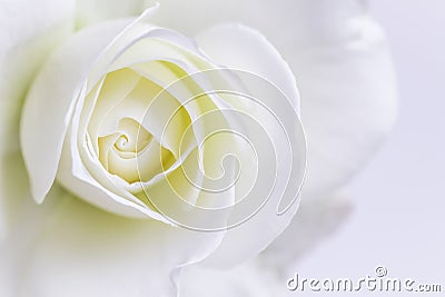 Abstract floral background, white rose flower petals. Macro flowers backdrop for holiday design. Soft focus Stock Photo