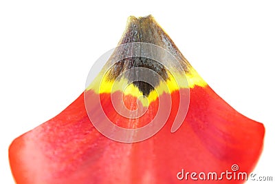 Abstract floral composition of a combination of red, yellow and black colours on the petal of a tulip Stock Photo