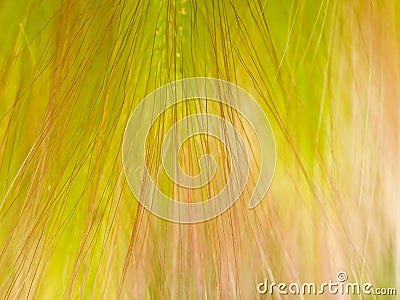 Abstract floral grass textured background Stock Photo