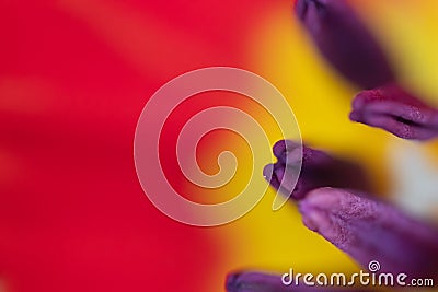 Abstract floreal background made with tulips macro close-up blurred. Abstract colorful background Stock Photo