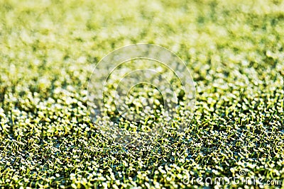 Abstract flower carpet Stock Photo