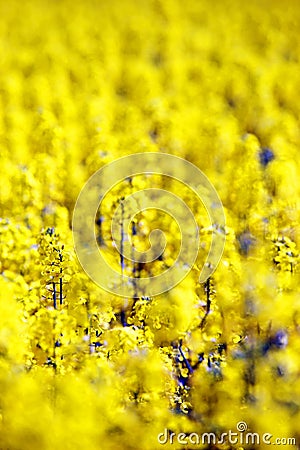 Abstract flower carpet Stock Photo