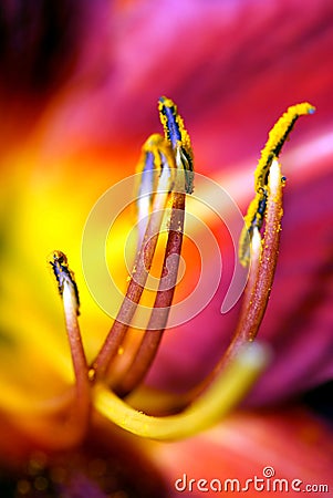 Abstract flower detail. Stock Photo