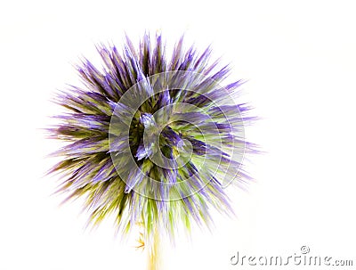 Abstract flower macro of a blue thistle Stock Photo