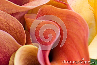 Abstract Flower petals Stock Photo