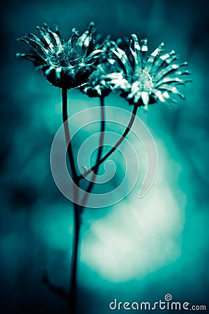 Abstract flowers Stock Photo