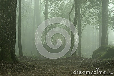 Abstract fog and light in tropical jungle Asia Thailand Stock Photo