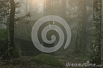 Abstract fog and light in tropical jungle Asia Thailand Stock Photo