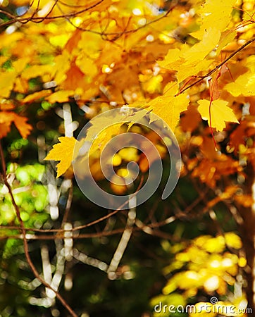 Abstract foliage background. Autumn season. Stock Photo