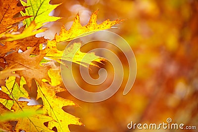 Abstract foliage background, beautiful tree branch in autumn Stock Photo