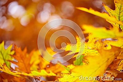 Abstract foliage background, beautiful tree branch in autumn Stock Photo