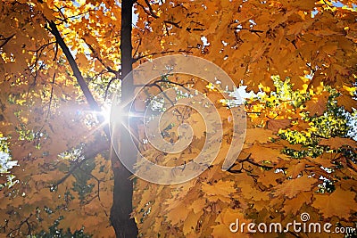 Abstract foliage background, beautiful tree branch in autumn Stock Photo