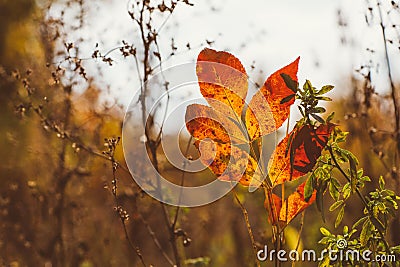 Abstract foliage background, beautiful tree branch in autumnal forest, bright warm sun light, orange dry maple leaves, autumn seas Stock Photo