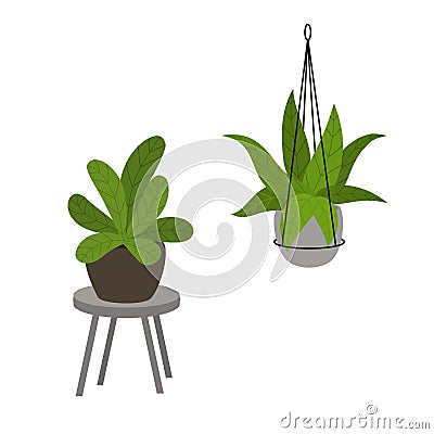 Abstract foliage houseplants in pots in modern decorative standing and hanging planters Vector Illustration