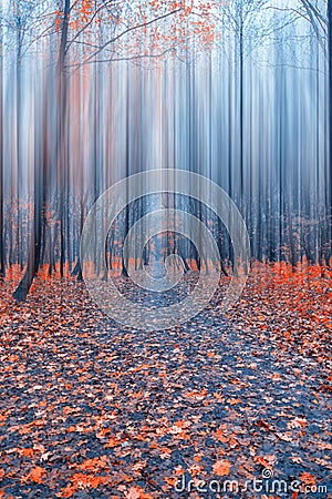 Abstract forest in autumn time Stock Photo